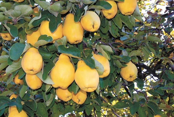 Global Pears and Quinces Market Rose 2.9% to Reach $26.1B in 2018